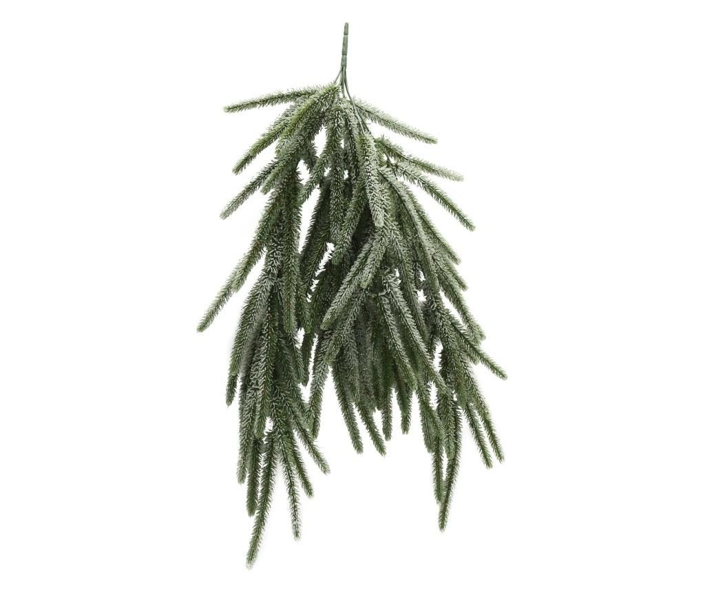 Ramura decorativa Kiefer – Boltze, Verde