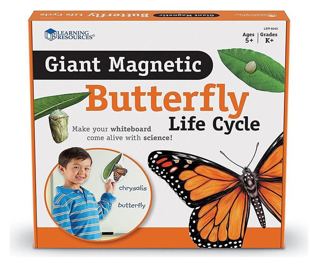 Ciclurile de viata ale fluturelui, Learning Resources - ELTECH LTD