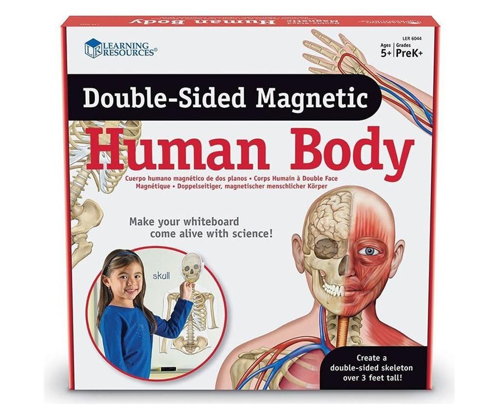 Corpul uman magnetic -bilateral, Learning Resources, LER6044 no - ELTECH LTD