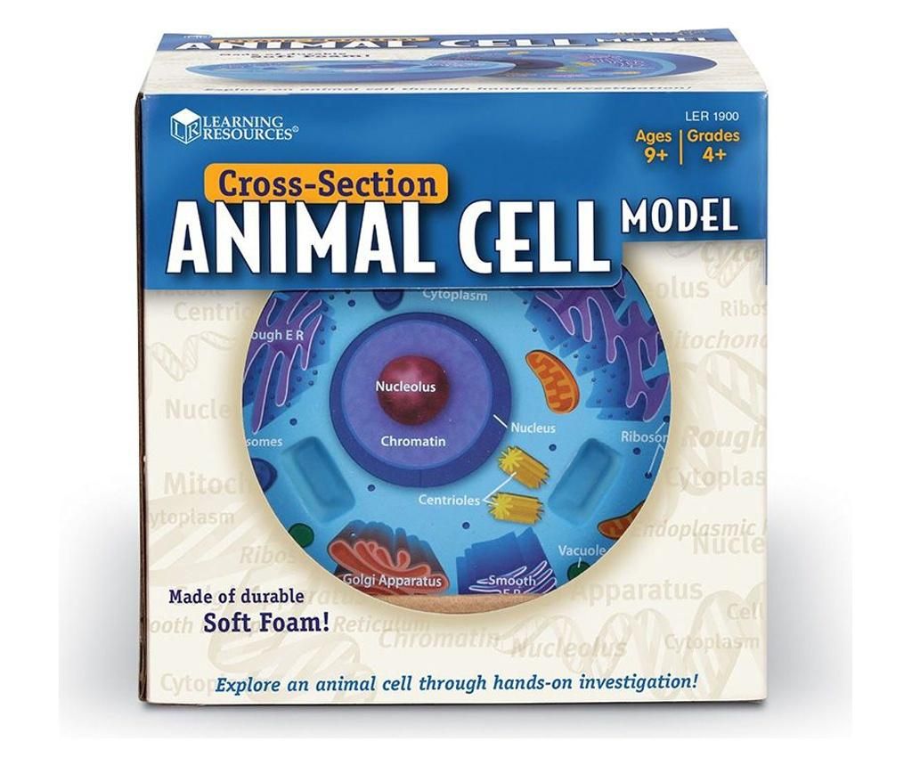 Model de celule animale - sectiune transversala, Learning Resources - ELTECH LTD