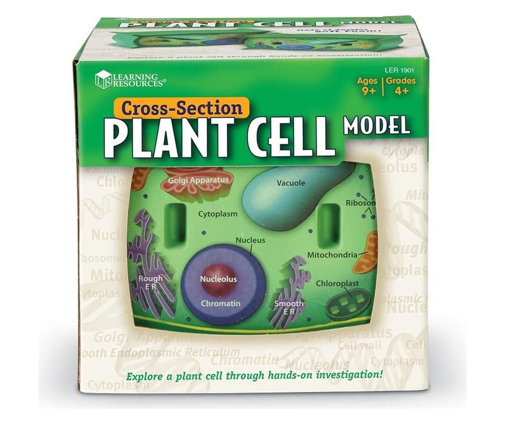 Model de celule vegetale - sectiune transversala, Learning Resources - ELTECH LTD