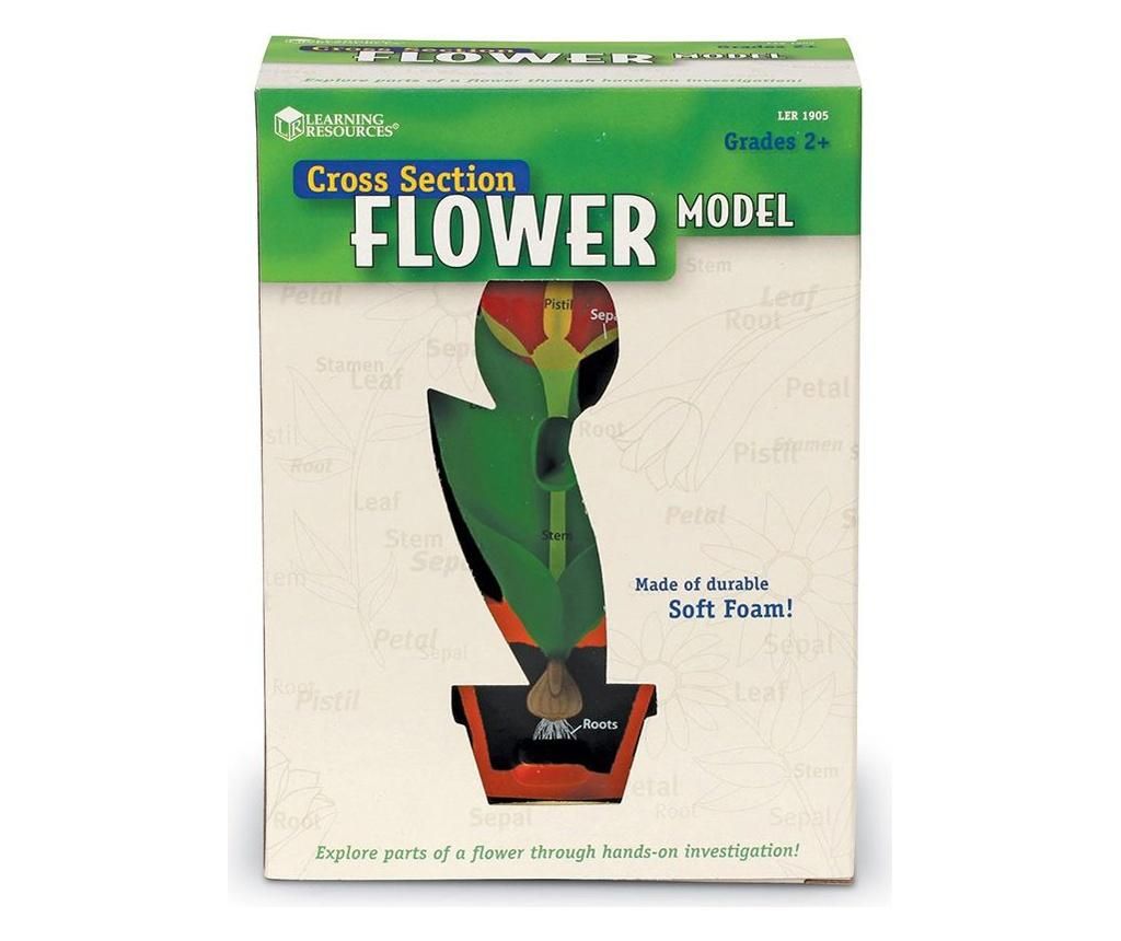 Model de flori (planta) - sectiune transversala, Learning Resources - ELTECH LTD