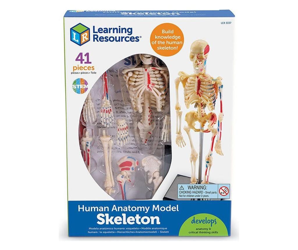 Schelet uman model 23 cm, Learning Resources - ELTECH LTD